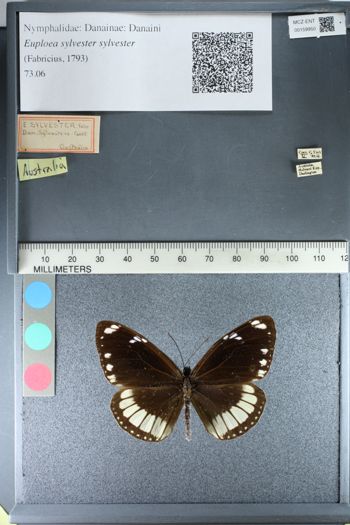Media type: image;   Entomology 159950